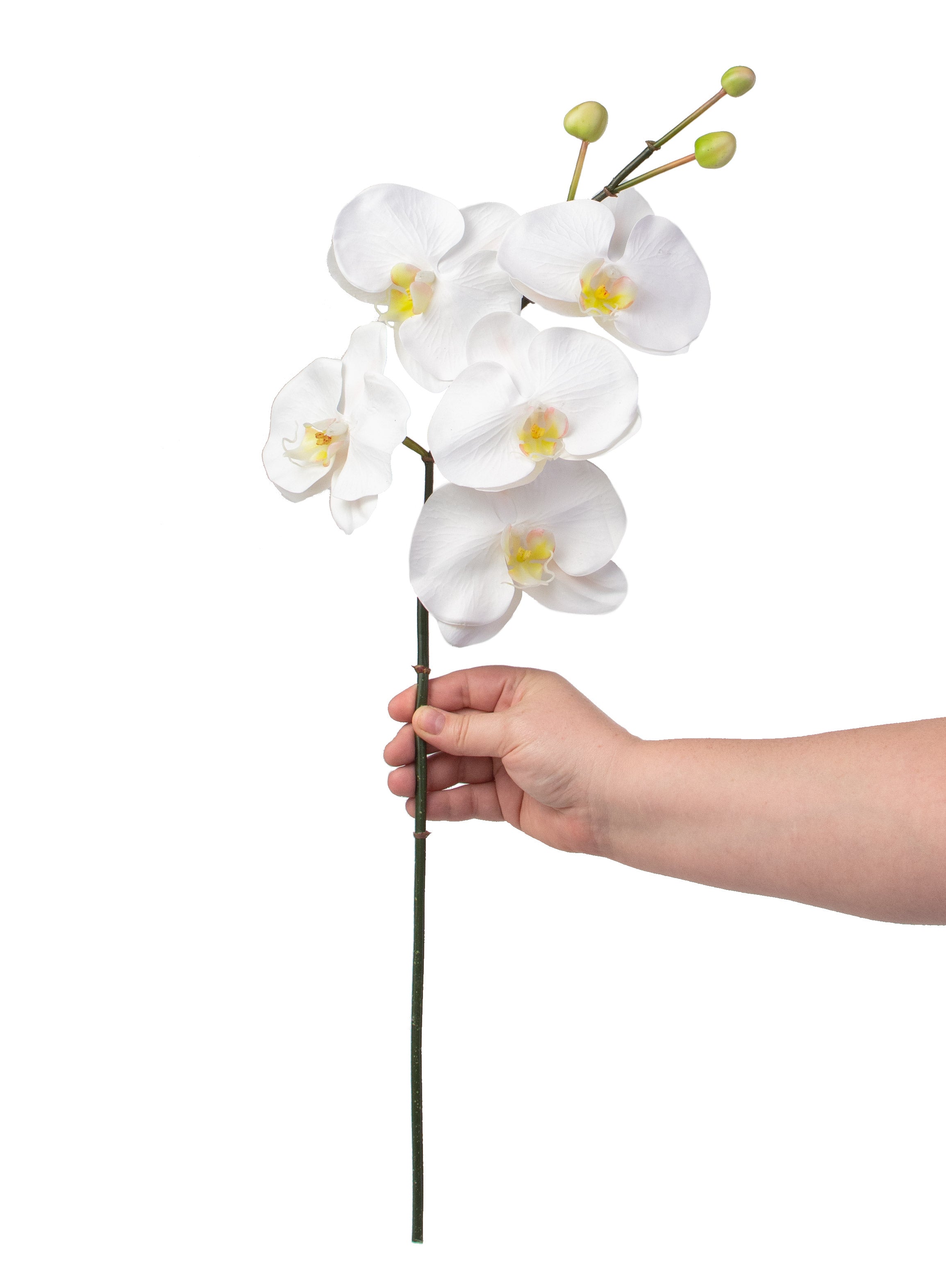 26" Phalaenopsis Orchid Stem: White