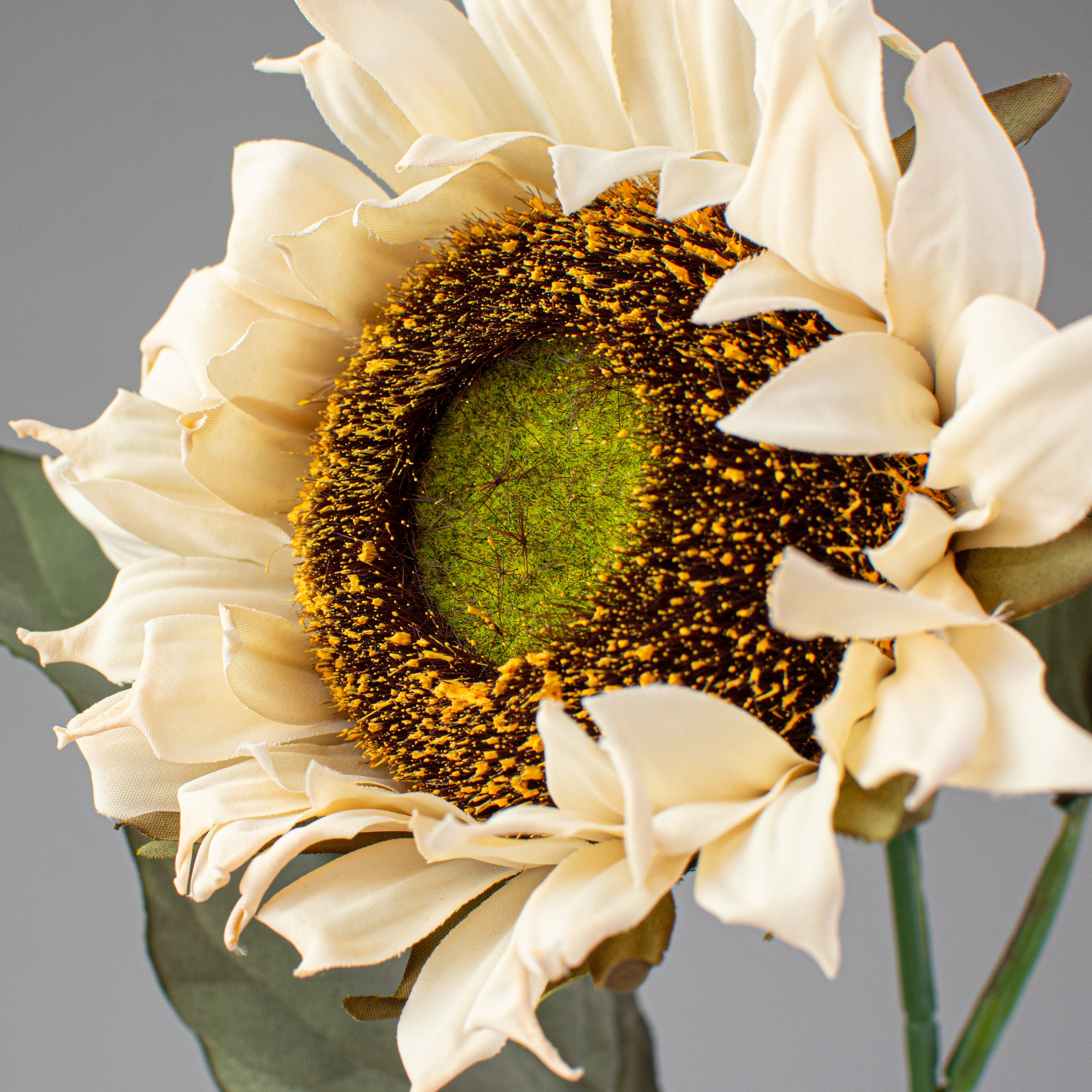 23" Sunflower Stem: Cream