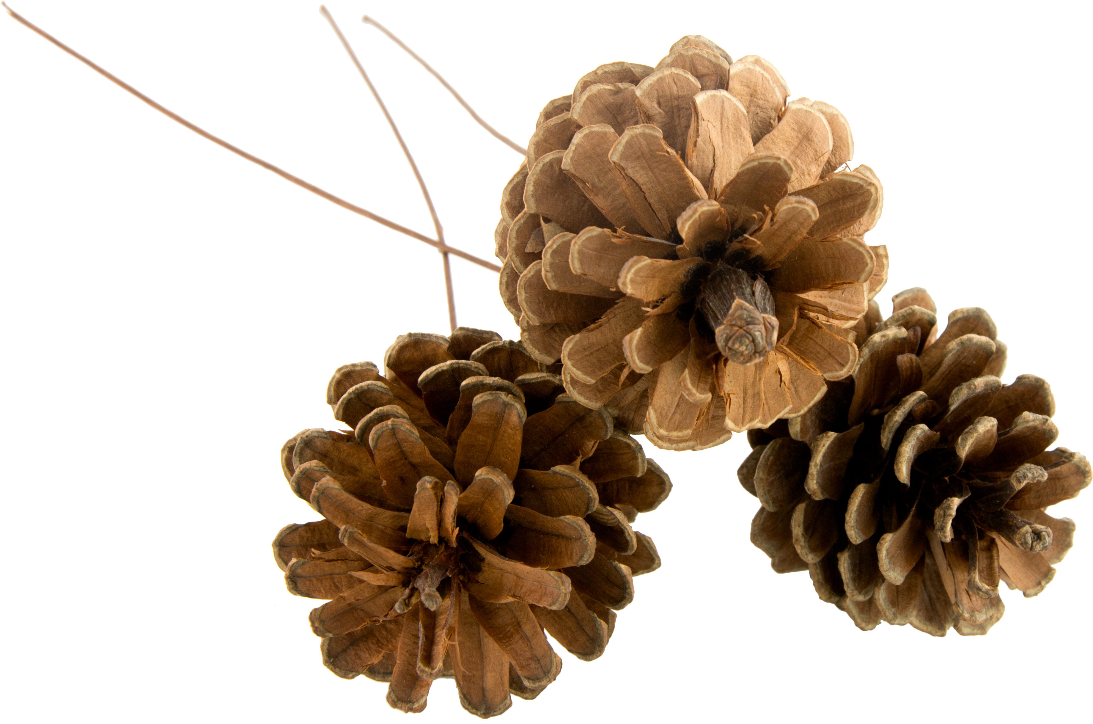 2.5" Pine Cone on Pick: Natural Finish (Bag of 50)