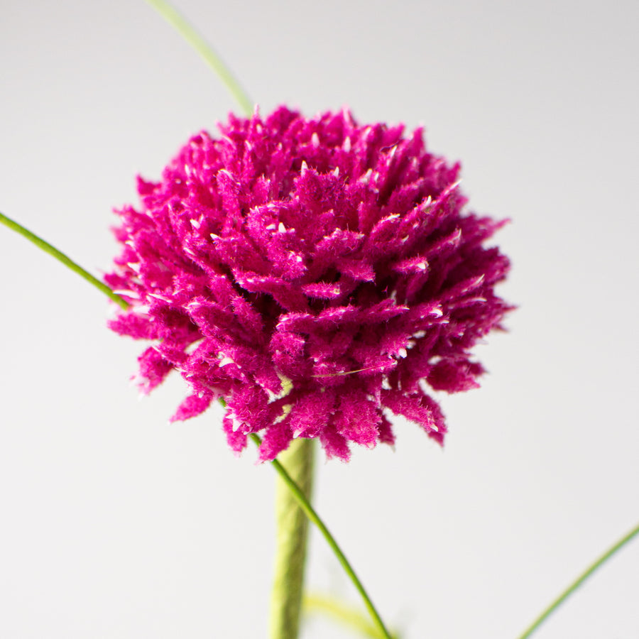 26" Queen Ann Grass Spray: Fuchsia Pink