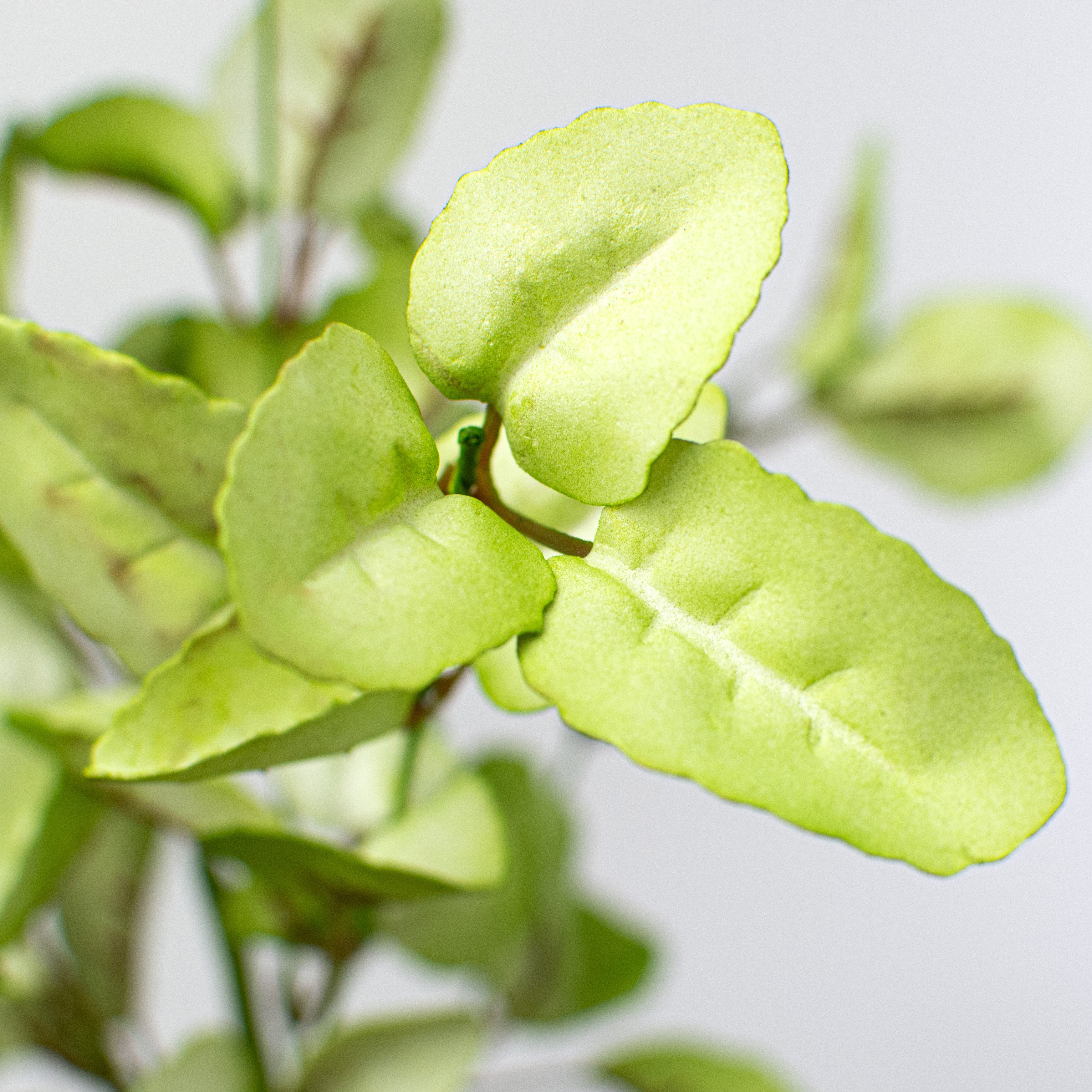 19" Lamb's Ear Leaf Spray: Lime Green
