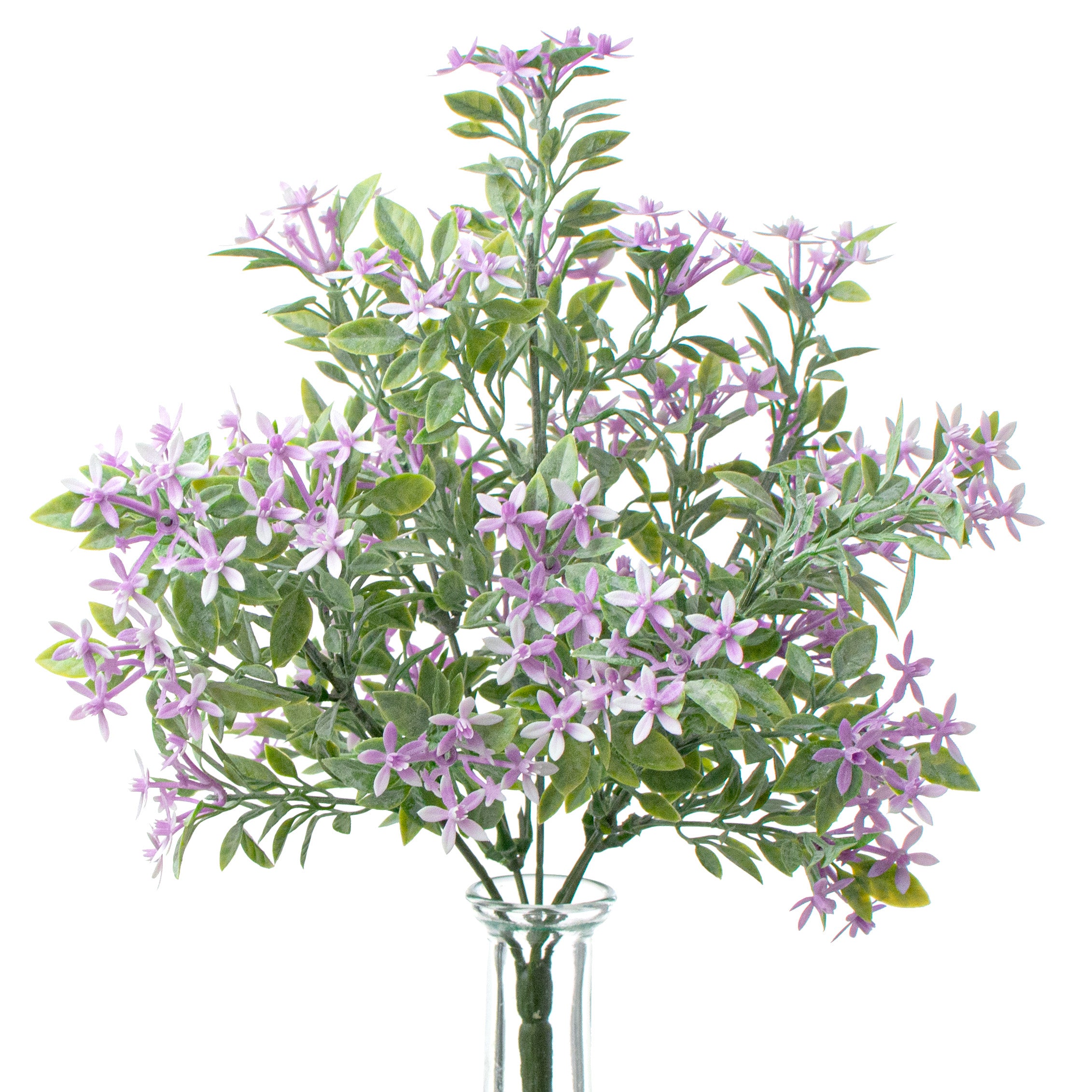 13" Mini Star Flower Bush: Lavender
