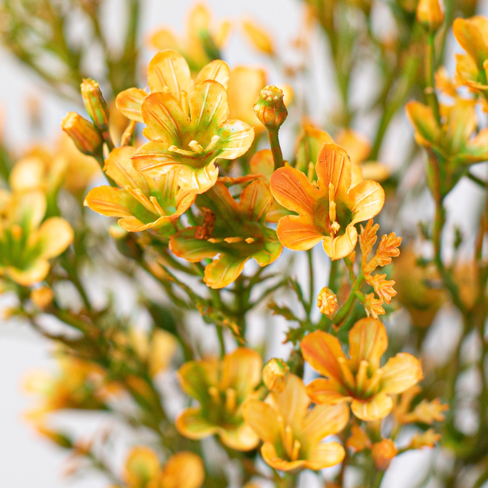 14" Plastic Wax Flower Bush: Yellow
