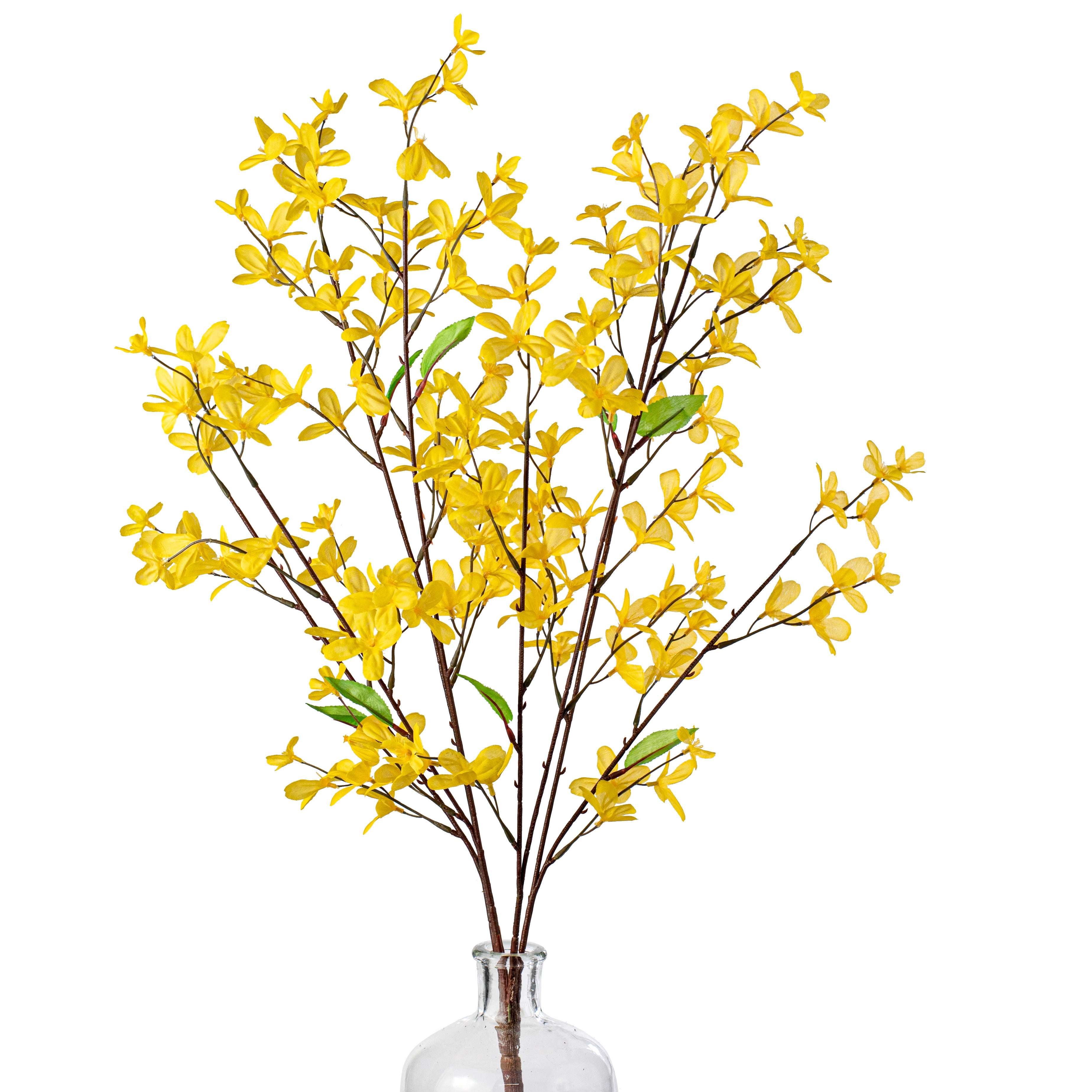 29" Forsythia Flower Bush: Yellow