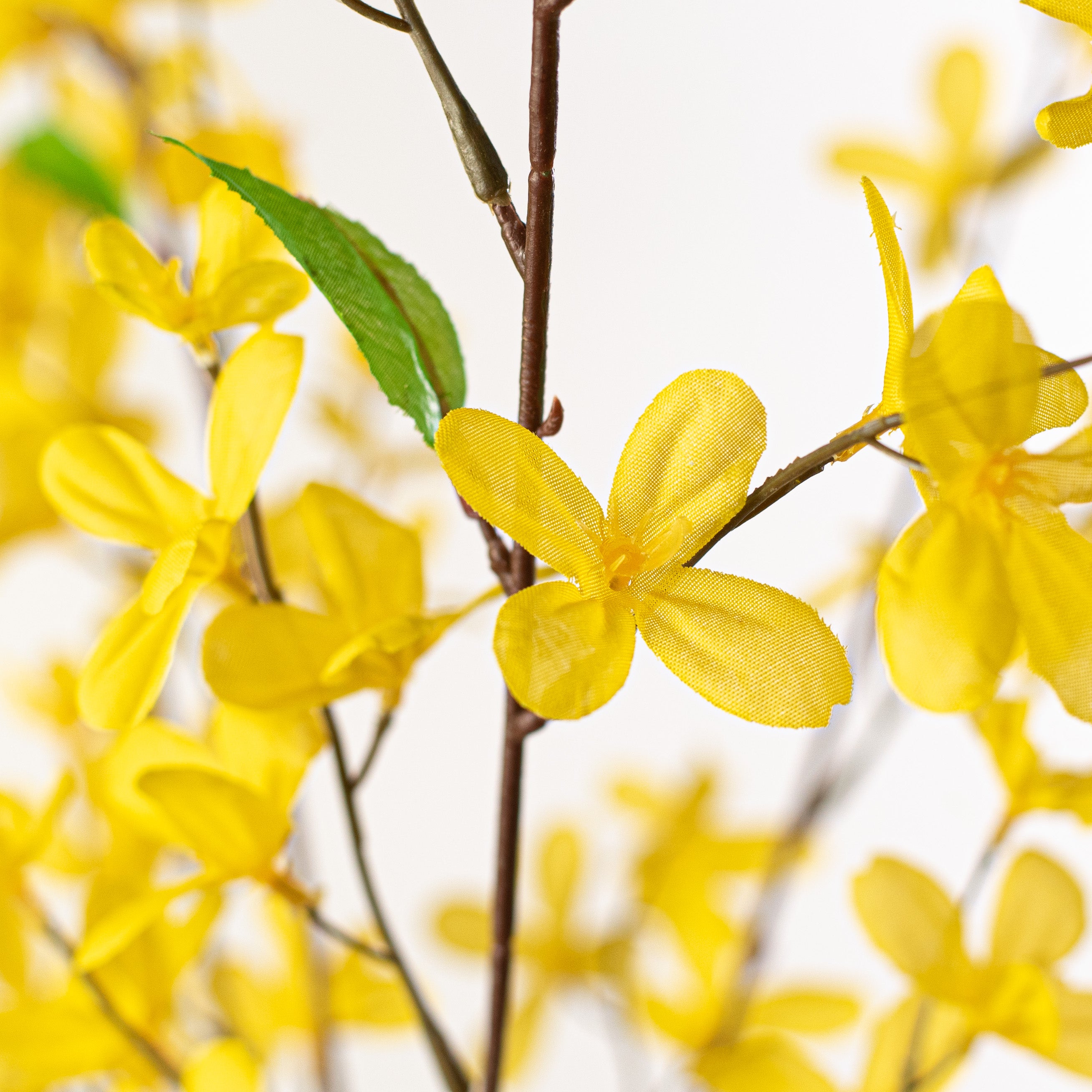 29" Forsythia Flower Bush: Yellow