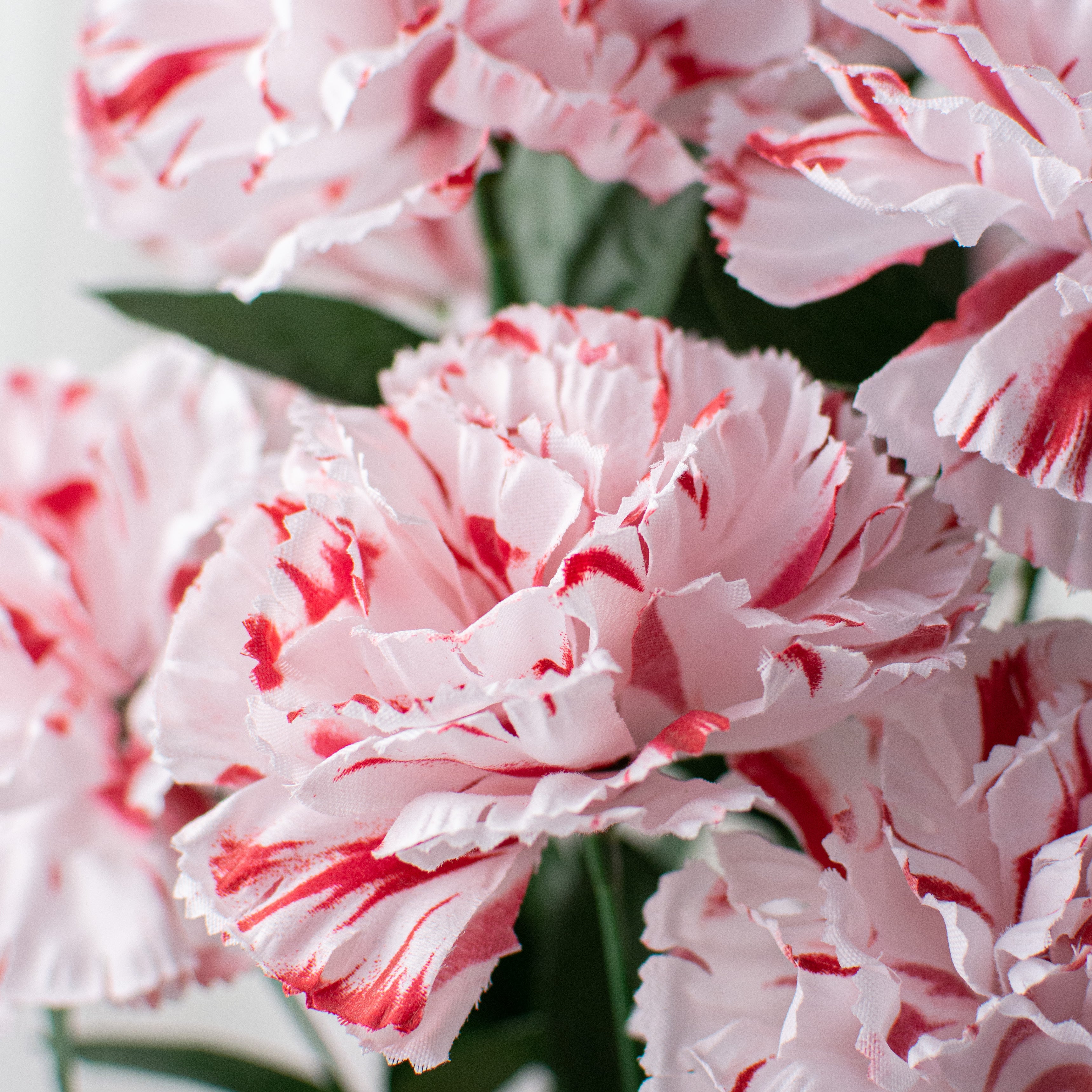 20" Colorfast Carnation Bush: Peppermint