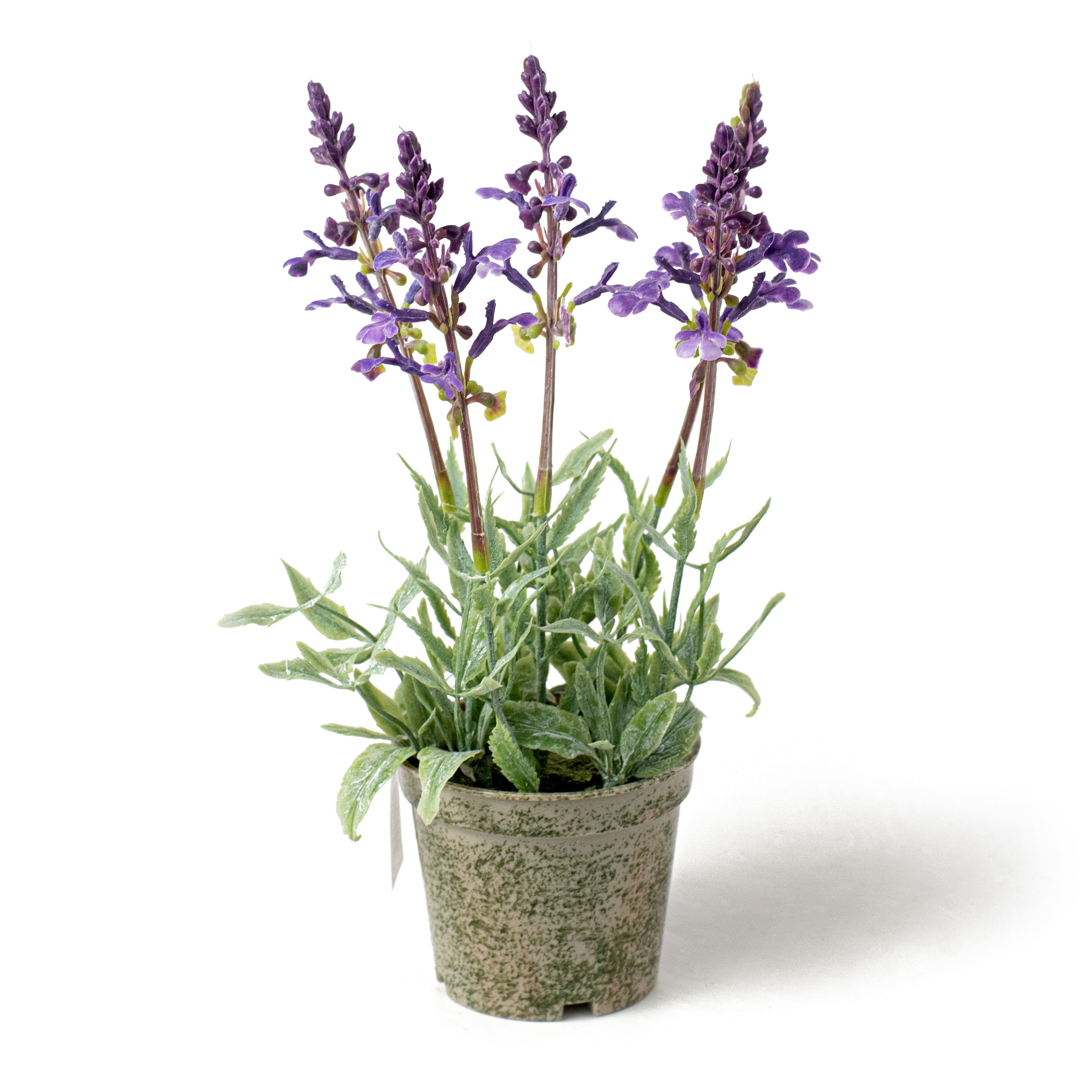 10" Potted Lavender Container