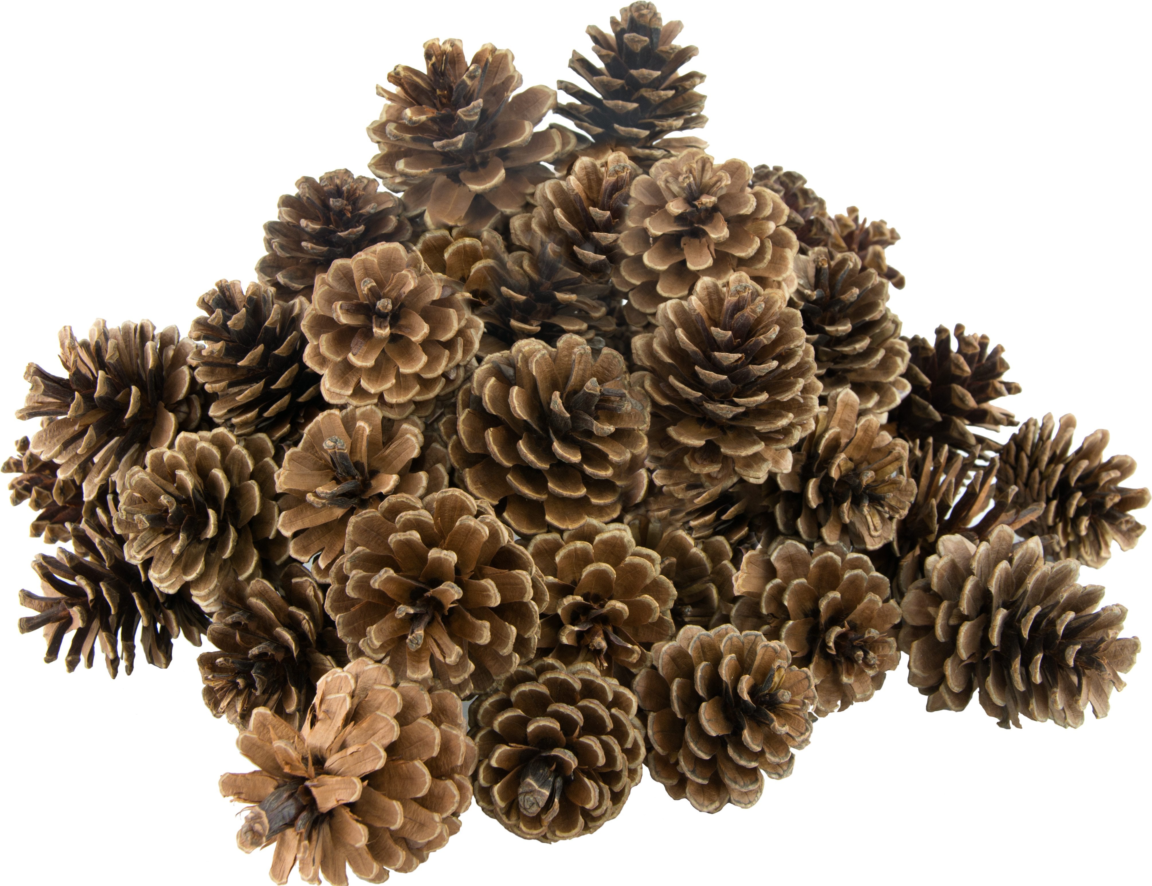 2.5" Pine Cone on Pick: Natural Finish (Bag of 50)